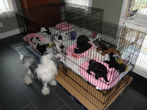 September 2015. All the puppies are now in the same room!
