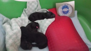 Billie's 2015 litter of three puppies, Day One, August 2015