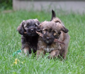 It's my stick!