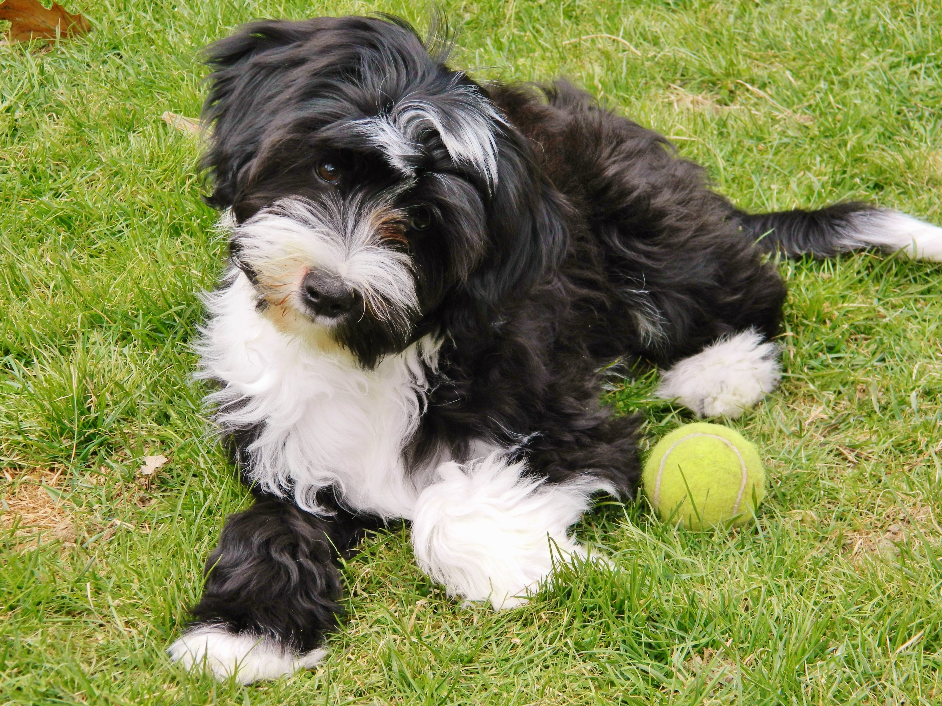 tibetan terrier puppy