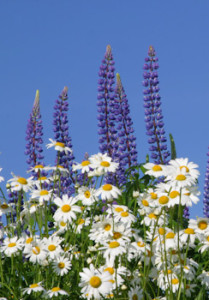 Lupines and daisies - Summertime!