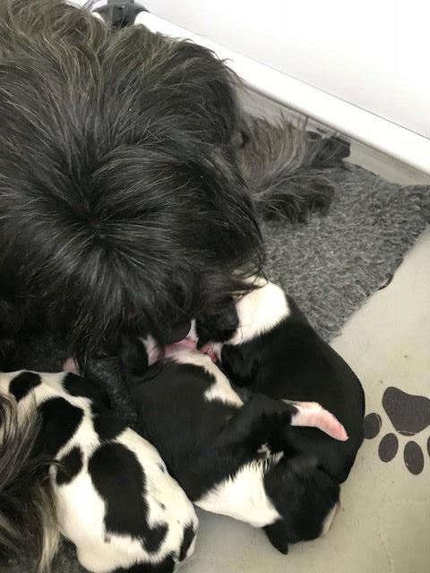 020818 Day Zero Billie and her pups by Lynne