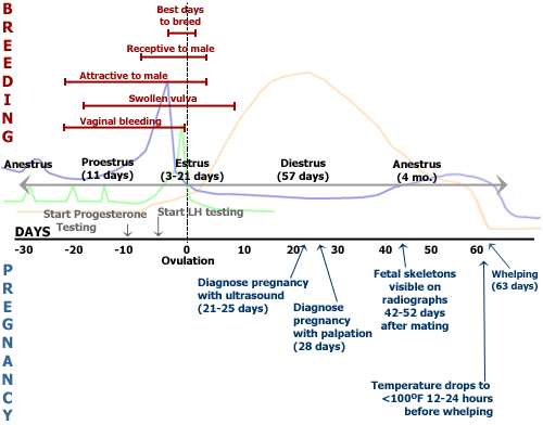 Progesterone graph from web