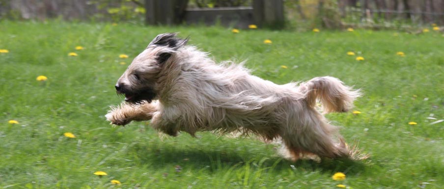 Kensington Tibetan Terriers – Registered AKC Tibetan Terrier Kennel